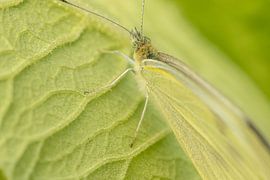 Papillon, ton sur ton sur Tanja van Beuningen