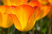 Tulpe (gelb-orange)