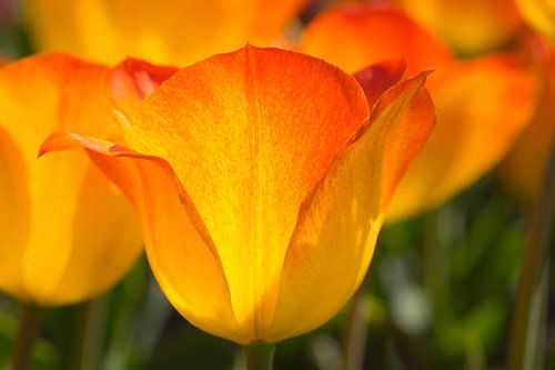Tulpe (gelb-orange)