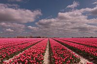 Tulip fields
