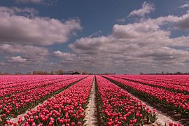 Tulip fields by Laura Pronk