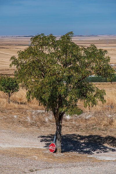 Tree in the northern Spanish landscape with an upside-down stop sign by Harrie Muis