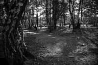 Waldlichtung
