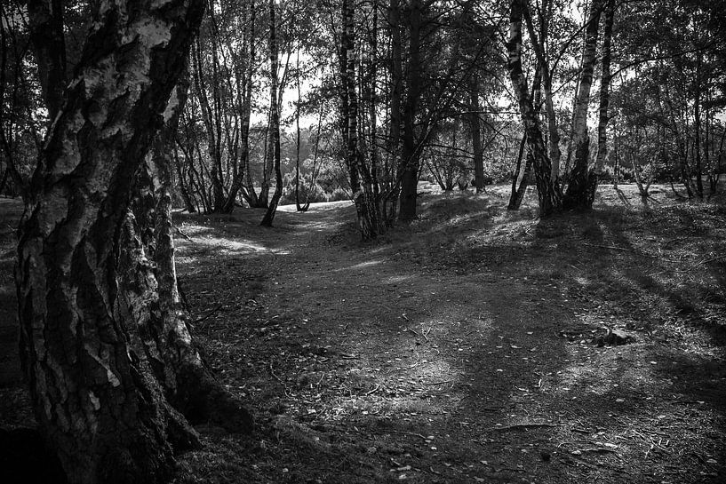 Défrichement des forêts par Daniel Osthues