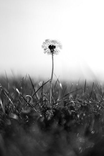 Dandelion black and white by Jim Plaum