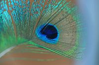Peacock feather