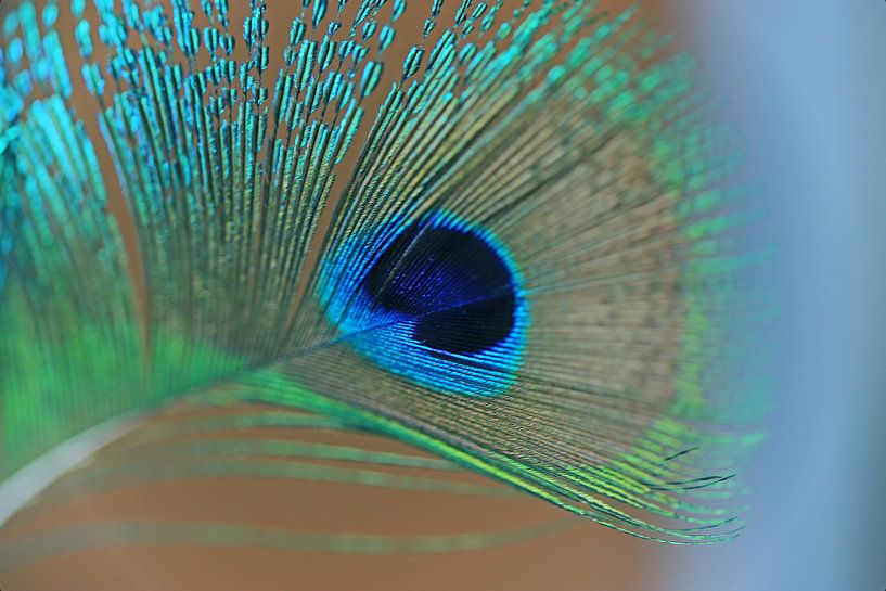 Peacock feather by W. Hovinga