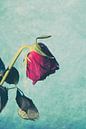 Treurende kop roos von Lavieren Photography Miniaturansicht