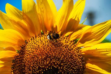 Tournesol avec abeille sur Blond Beeld