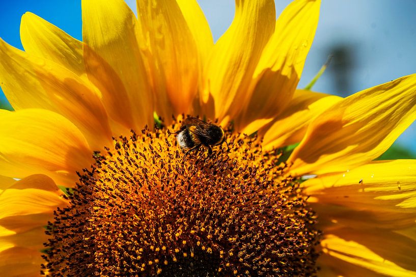 Sunflower with bee by Blond Beeld