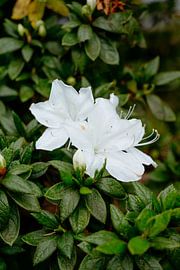 White flower by Myrthe Vlasveld