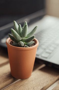 Succulente installatie op laptop achtergrond