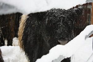 Winter cow von Yannick  van Loon