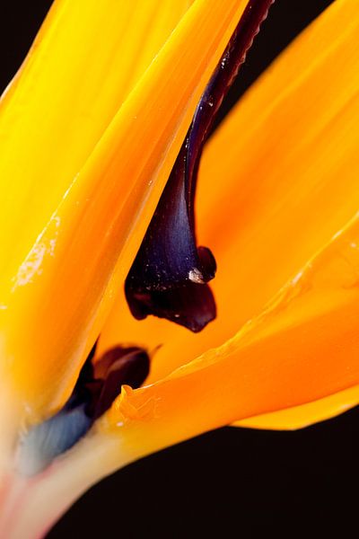 beautiful orange par Luchiena Heine