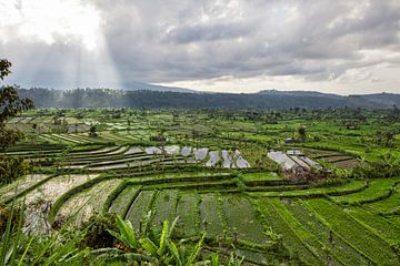 Verbazingwekkende rijstterrasvelden en enkele palmbomen rond, Ubud, Bali, Indonesië van Tjeerd Kruse