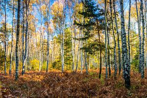 forêt de bouleaux sur Daniela Beyer