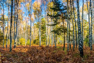 birch forest by Daniela Beyer