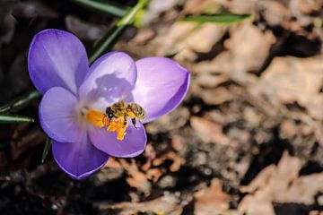 Honey bee on a crocus by Sem Abbink