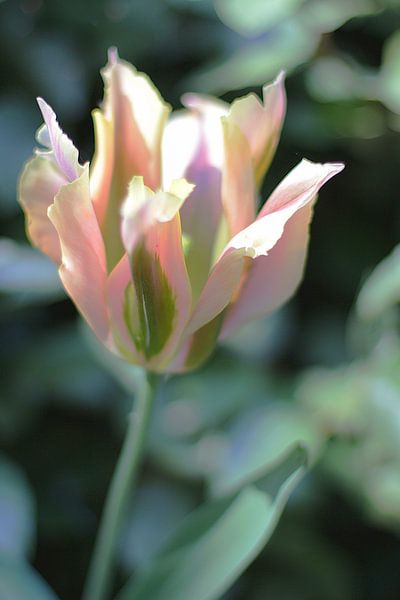 Tulip (II) by Marianna Pobedimova