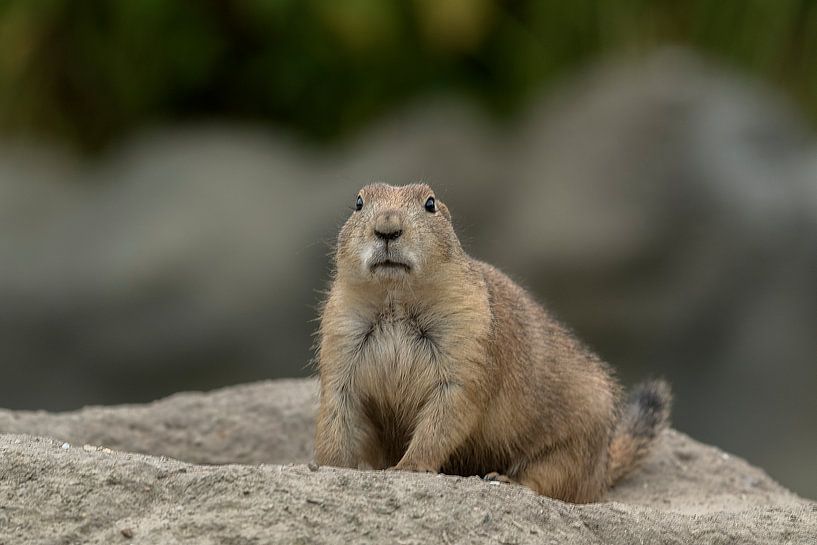 Prairie dog by Maarten Verhees