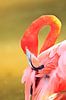 LP 70485490 Caribische flamingo van BeeldigBeeld Food & Lifestyle thumbnail