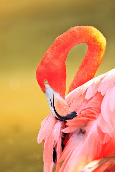 LP 70485490 Caribische flamingo van BeeldigBeeld Food & Lifestyle