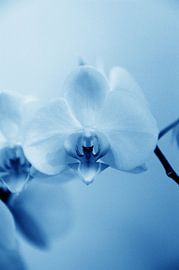 Orchidee - 03 von Mariska van Vondelen
