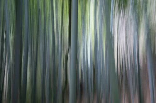 Forêt de bambous au Japon.