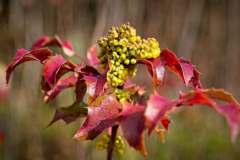 Mahogany bush by Rob Boon