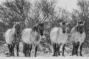 Konikpaarden in zwart wit van Dirk van Egmond