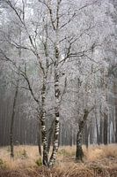 Birke im Frost