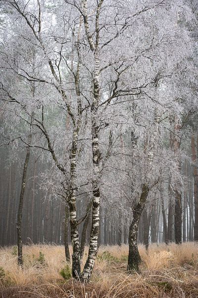 Bouleau dans le givre par René Jonkhout