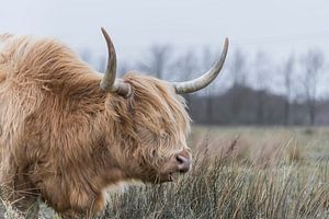 Blonde schottische Hochlandbewohnerin