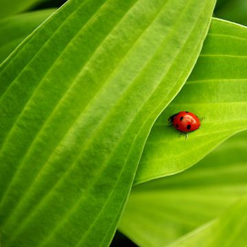 Natuurlijk complementair van Aimelle ML