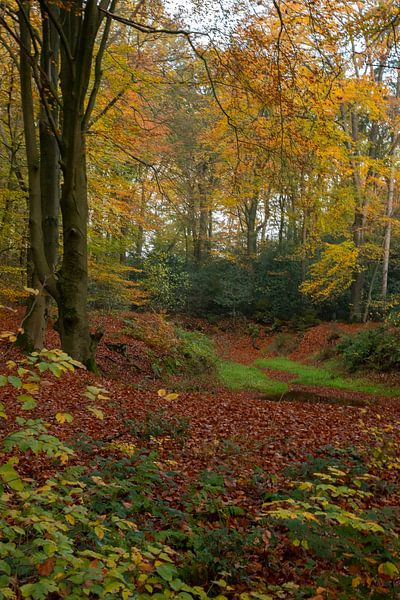 Bos in Herfstkleuren van Gert Hilbink