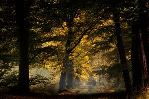 Herbst Gold von Kees van Dongen