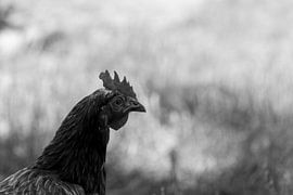 Schwarz-Weiß-Porträt eines Huhns von de-nue-pic