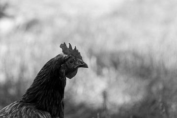 Schwarz-Weiß-Porträt eines Huhns von de-nue-pic