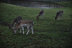 herten en reeen sur John Schouwink