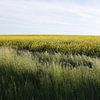 Rapsfeld mit Gräsern im Frühling in der Rhön von Martin Flechsig