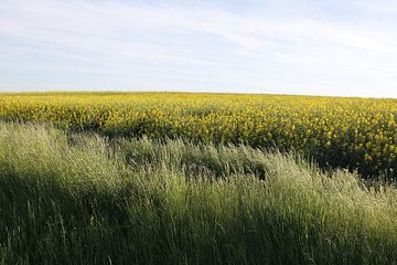 Rapsfeld mit Gräsern im Frühling in der Rhön