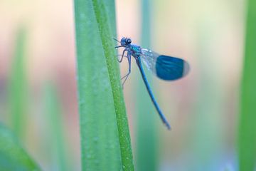 Weide-Bachlibelle im Morgenlicht