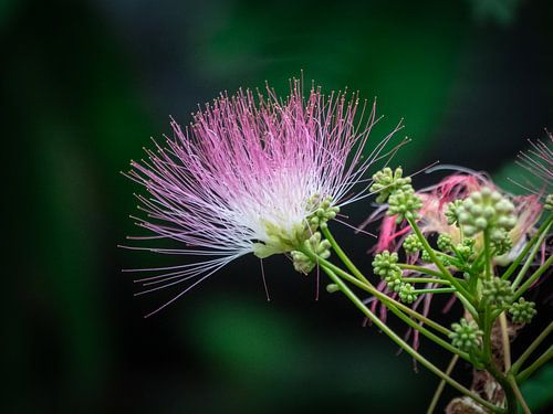 Beautiful pink colored flower