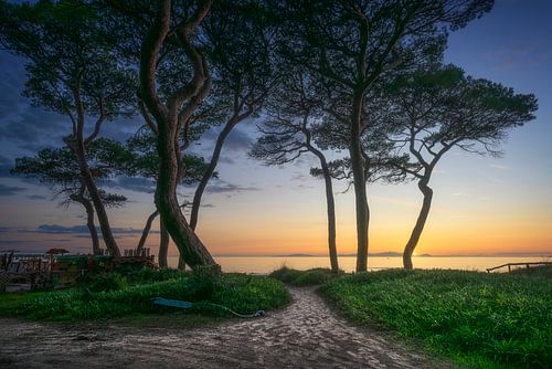 Pad naar de zee en pijnbomen, Toscane