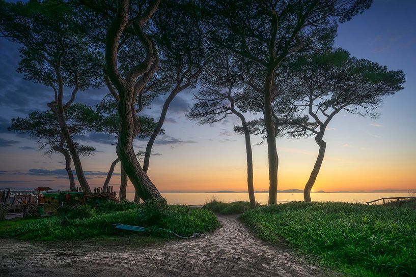 Pad naar de zee en pijnbomen, Toscane van Stefano Orazzini