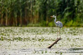 Grey heron in the marshes of the Danube Delta