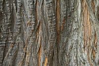 Detail photo of a tree in Queensland, Australia