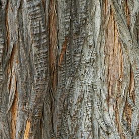 Detail foto van een boom in Queensland, Australië van Corrie Post