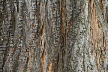 Detail foto van een boom in Queensland, Australië van Corrie Post