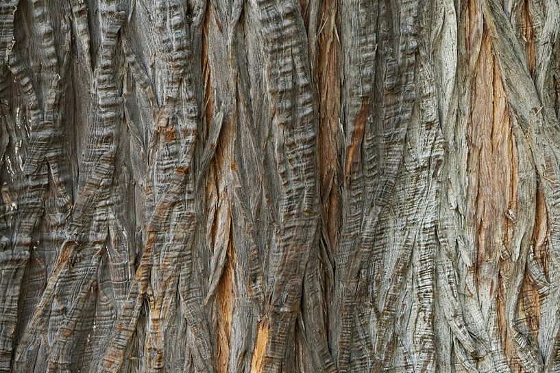 Detail photo of a tree in Queensland, Australia by Corrie Post